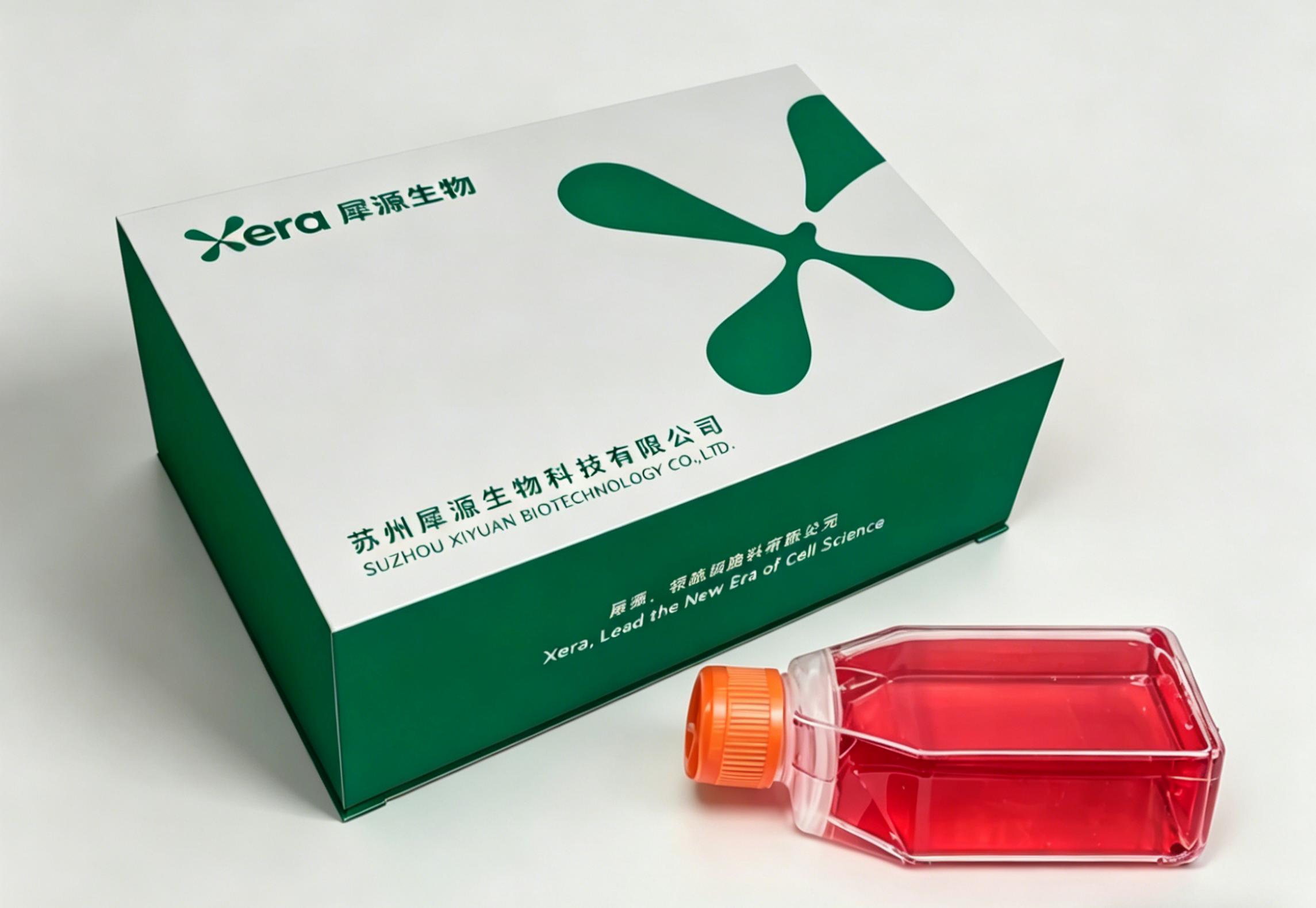 人脐静脉内皮细胞永生化HUVEC（免疫荧光鉴定）